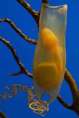 shark egg case