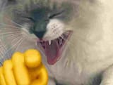 John Cat Idiot
