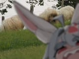 _sheep