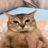 GiFShitposting 2025-05-06T140600