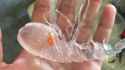 Animal made of glass_thumb.jpg