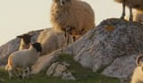 sheep