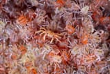 chris-bray-christmas-island-red-crabs-025