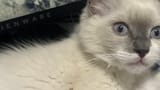 JOHN CAT 5