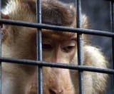 sad-monkey