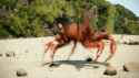 crab-dance_thumb.jpg