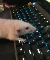human using a &#039;puter
