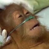 life support monkey