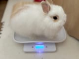 weigh ya rab