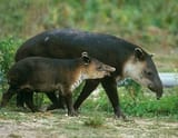 image_2025-07-02_184103805