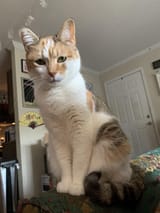 another kitty
