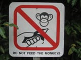 feed monkey
