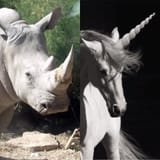 hairless unicorn
