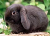 kiki rabbit