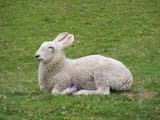 woolrab