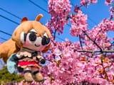 @coolcola.bsky.social-bsky-3lnv5cgtm4k25-1