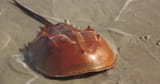 Horseshoe-Crab-close-up