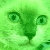 John glow cat