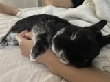 nini