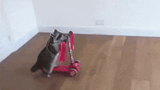 raccoon-scooter