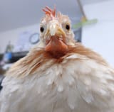 Pathetic chicken