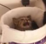 garbage kitten