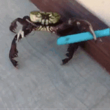 square-1455630691-crab-gif