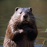 Georgia_O_Keef_beaver_1566929911