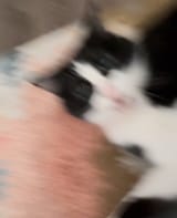 1738686491268113