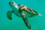 juvenile_green_sea_turtle_for_web-768x512