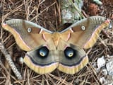moth