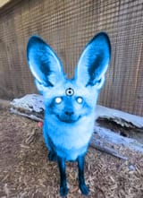 bat-eared liggerman