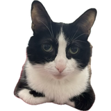 GvBpbxHXIAUCdo7