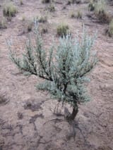 Sagebrushsjc