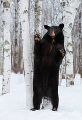 bear