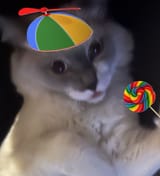 fucking cat (1)