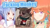 fackingmonkey
