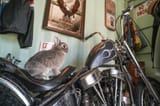rab on a hawg