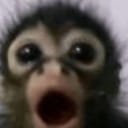 poggingmonke