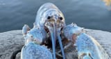 BlueLobster 