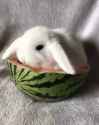 rabbit-watermelon_thumb.jpg