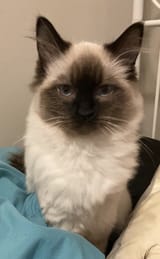 Boo stare