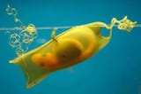 shark-egg