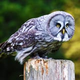 great-grey-owl-2181146-1292623318