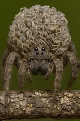 spooder