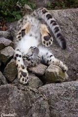 stretchies