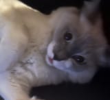 John Cat Cat