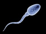 sperm_1