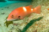 foxfish