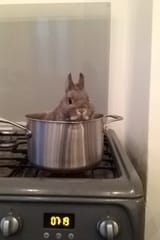 Rabbit In A Pot On Stove